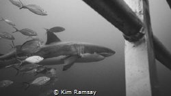 Imax - legendary great white shark of the Neptune Islands by Kim Ramsay 